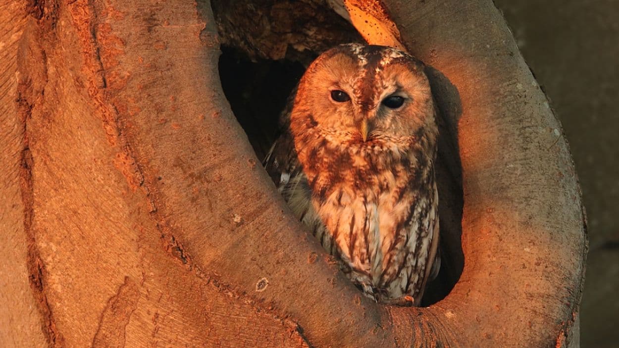Primeur in Nederland: Natuur heeft eigen stem door erkenning als rechtspersoon