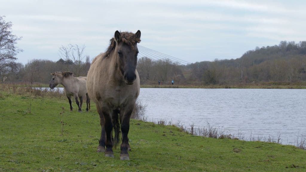 Rechten geven aan natuurgebieden: grote revolutie of toch vooral een vaag idee?