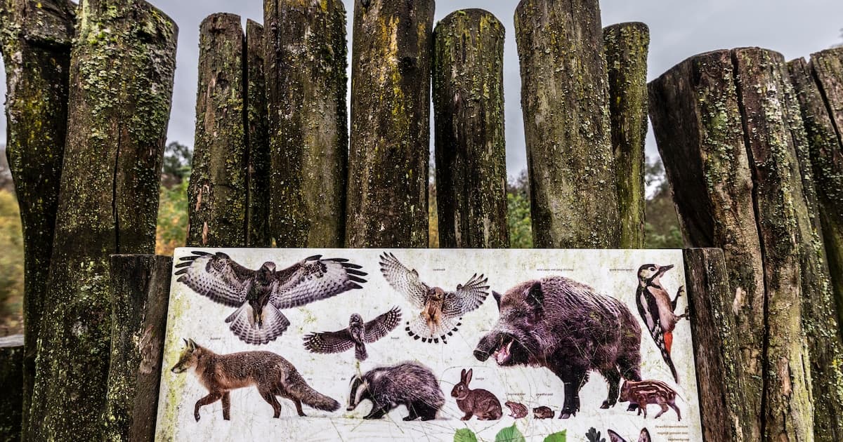 Reeën, buizerds en bomen krijgen een eigen stem in Limburgse gemeente