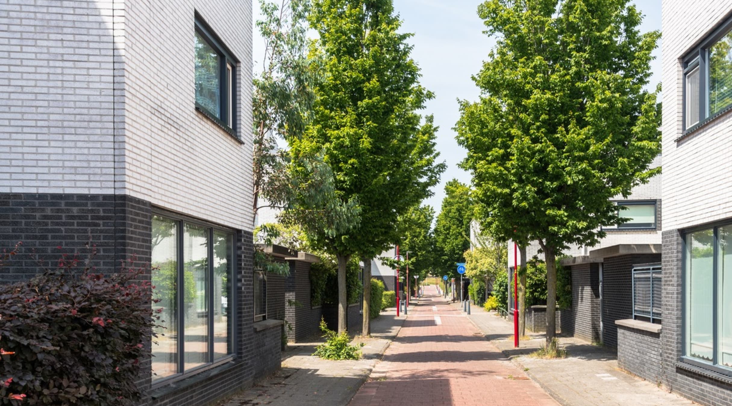 De oude boom in mijn straat had óók recht van bestaan