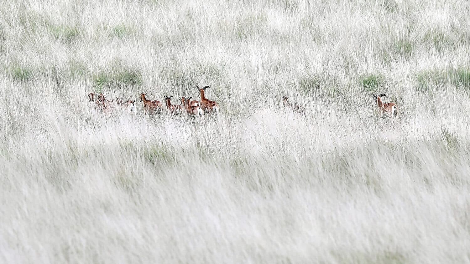 Als we de natuur werkelijk willen beschermen, moet ze eigen rechten krijgen
