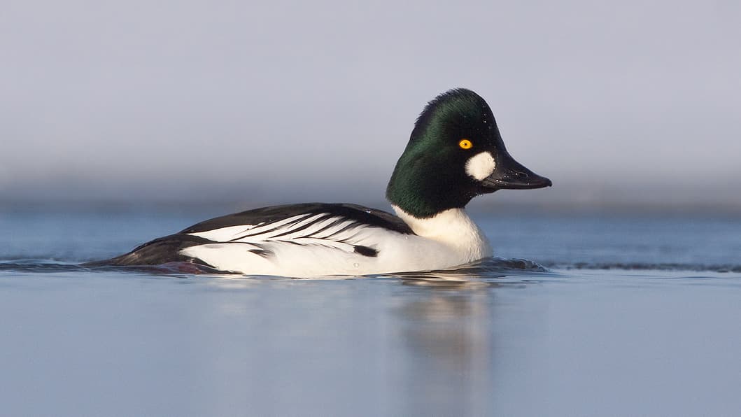 Vroege Vogels Radio